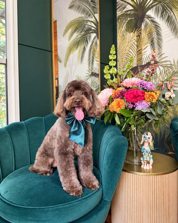 Bear after a Style Groom, wearing a satin bow on the green velvet chair in the salon lounge