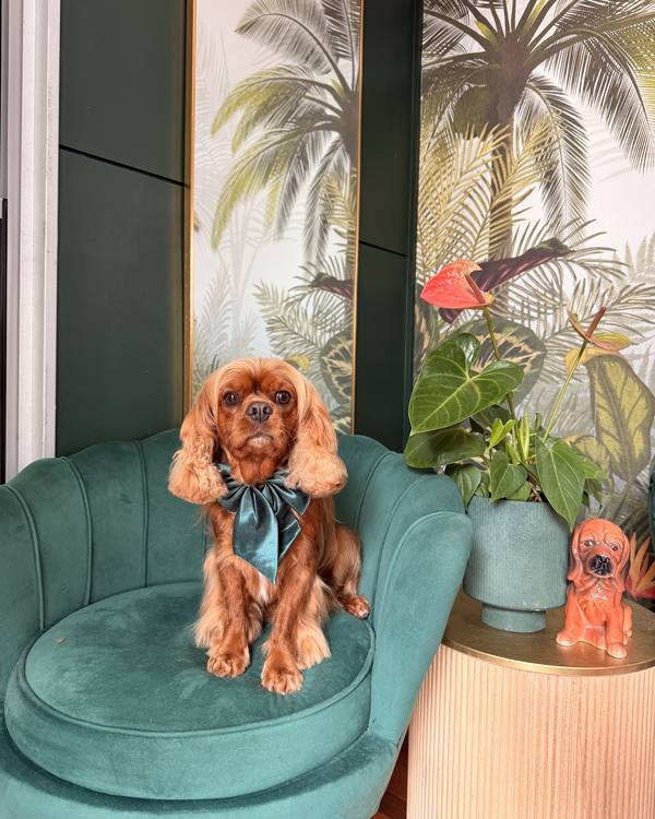 Beau after a Tidy Groom, wearing a satin bow on the green velvet chair in the salon lounge