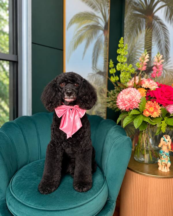 Billy after a Style Groom, wearing a satin bow on the green velvet chair in the salon lounge