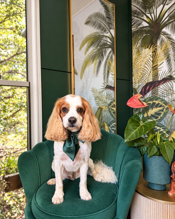 Buddy after a Summer Groom, wearing a satin bow on the green velvet chair in the salon lounge