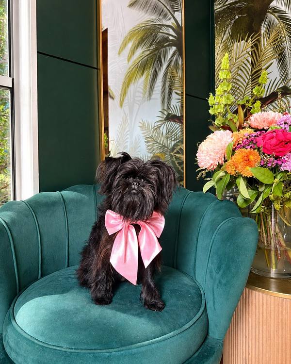 Bunny after a Puppy Intro Groom Mini, wearing a satin bow on the green velvet chair in the salon lounge