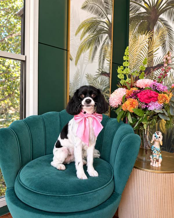 Dotti after a Summer Groom, wearing a satin bow on the green velvet chair in the salon lounge