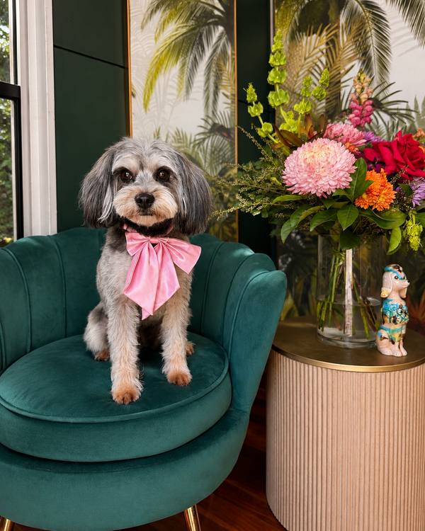 Elsie after a Summer Groom, wearing a satin bow on the green velvet chair in the salon lounge