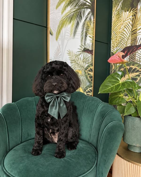 Lenny after a Summer Groom, wearing a satin bow on the green velvet chair in the salon lounge