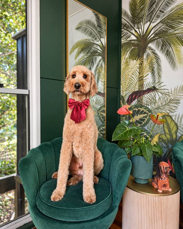 Levi after a Style Groom, wearing a satin bow on the green velvet chair in the salon lounge