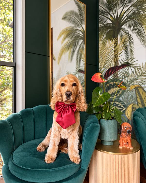 Lily after a Style Groom, wearing a satin bow on the green velvet chair in the salon lounge