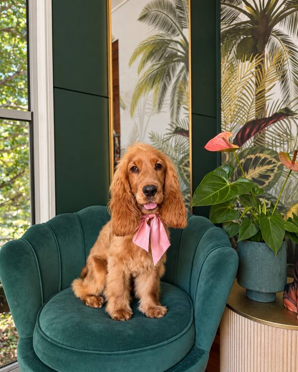 Maisey after a Puppy Intro Groom, wearing a satin bow on the green velvet chair in the salon lounge