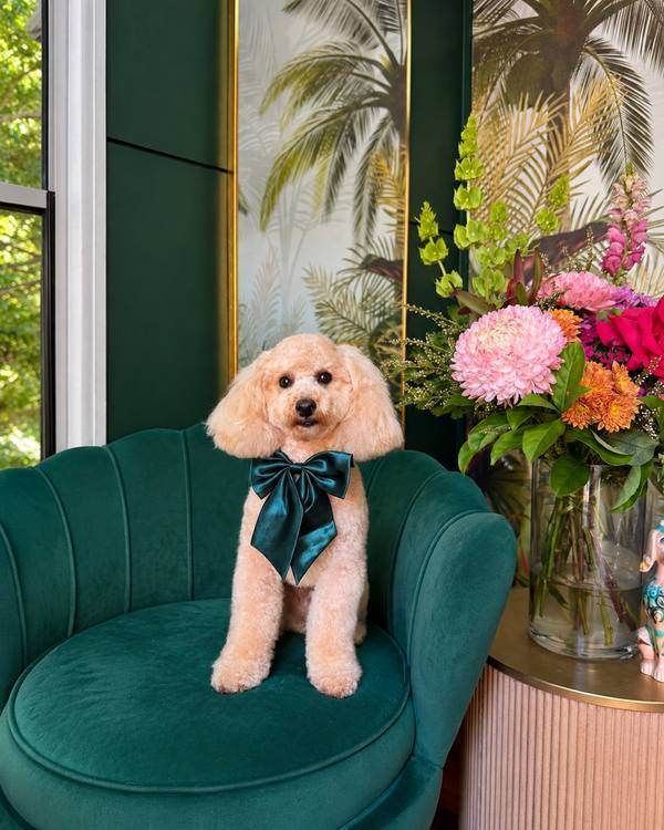 Moët after a Style Groom, wearing a satin bow on the green velvet chair in the salon lounge