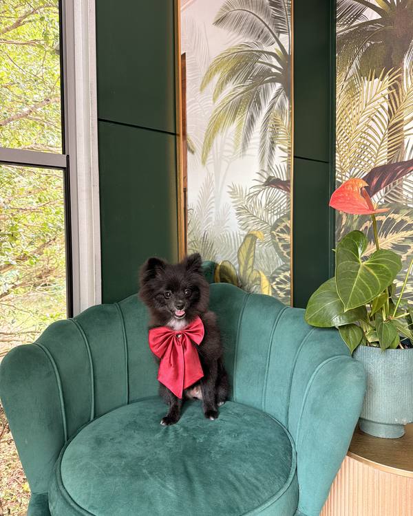 Pepper after a Puppy Intro Groom Mini, wearing a satin bow on the green velvet chair in the salon lounge