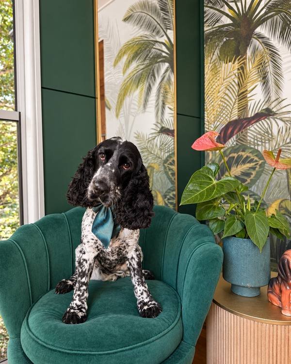 Steven after a Summer Groom, wearing a satin bow on the green velvet chair in the salon lounge