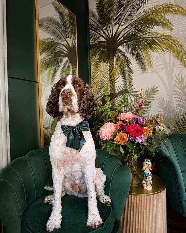 Wally after a Summer Groom, wearing a satin bow on the green velvet chair in the salon lounge