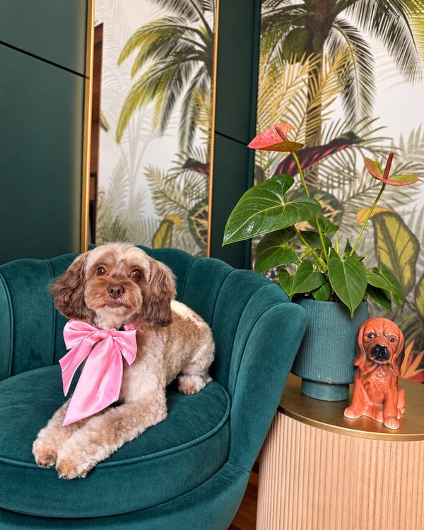 Yogi after a Style Groom, wearing a satin bow on the green velvet chair in the salon lounge