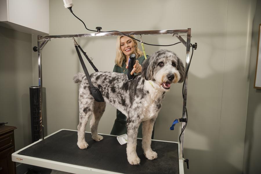 Amy clipping a merle doodle on the grooming table