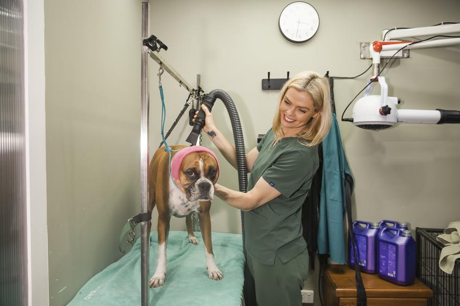 Amy blow drying a boxer wearing a pink ear snood