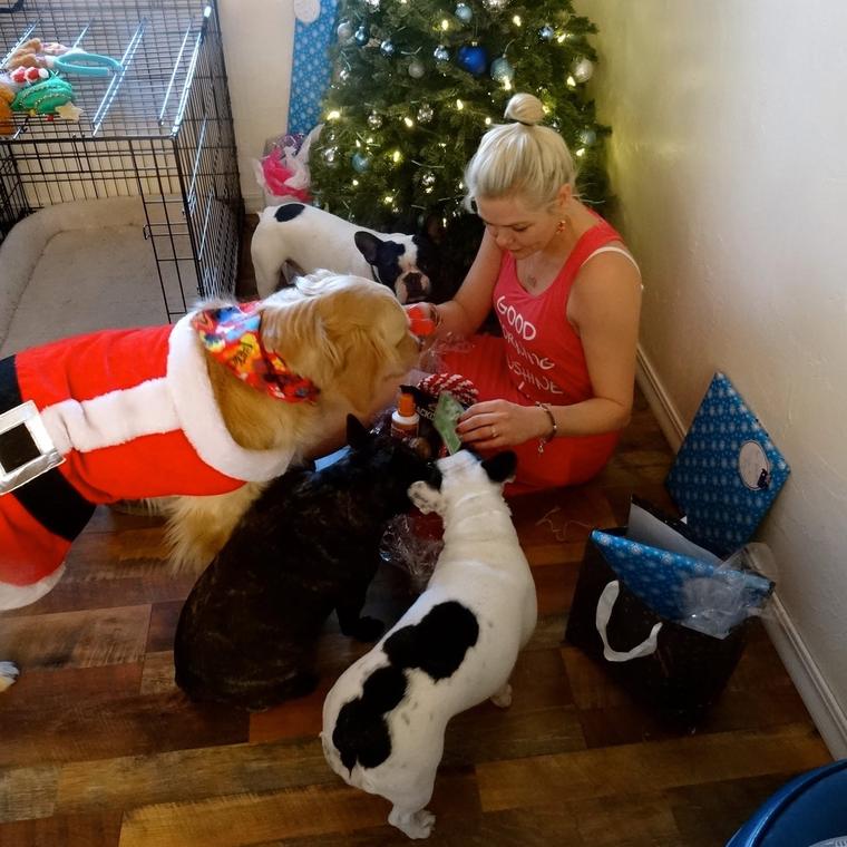 Amy opening Christmas presents with Aussie in a Santa suit and the three French bulldogs